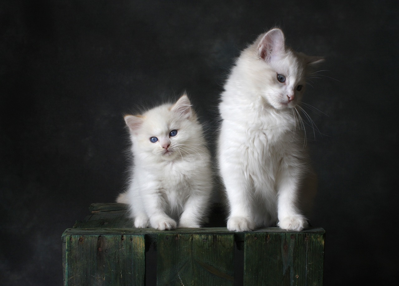 The Affectionate Nature of the American Curl